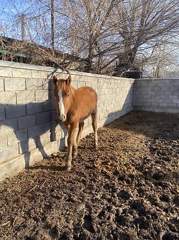 Лошади, кони: Продаю | Жеребенок | Полукровка | Рабочий — 7