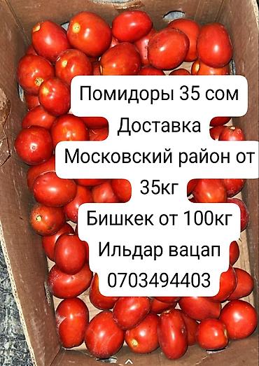чеснок ош: Помидоры Сливки, Оптом — 3