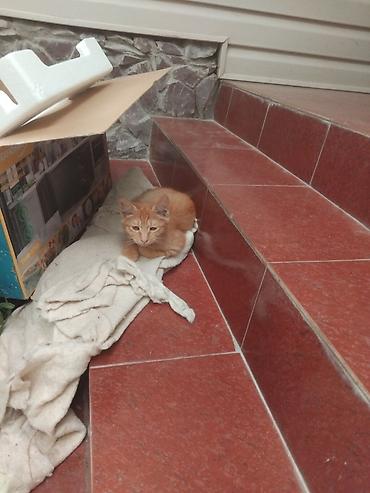 маленькая кошка: Кошка даром: Беспородная, 3 месяца, Мальчик, Приучена к лотку — 1