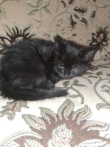 новорожденный котенок: Черные котята - Возраст: примерно 1–2 месяца - Окрас: полностью