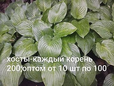 Другие комнатные растения: Комнатные растения 1) Сансевиерия (сансевьера, «тещин язык») - — 15