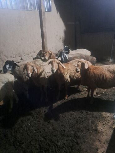 корова дойный: Сатам | Кочкор (эркек)