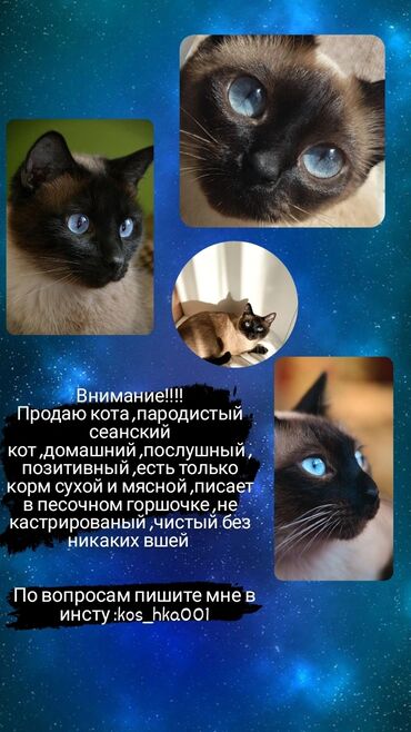 вислаухий кот: Коты