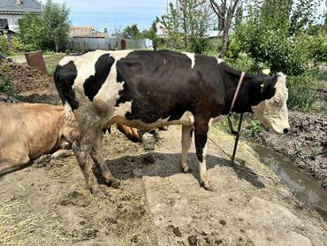 Коровы, быки: Продаю | Тёлка | Не стельные