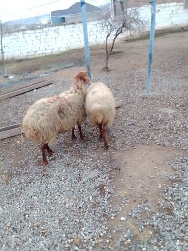 Qoyunlar, qoçlar: Qiymət cütünə ayıdır real alıcıya endirim olacaq boğaz heyvan di — 10