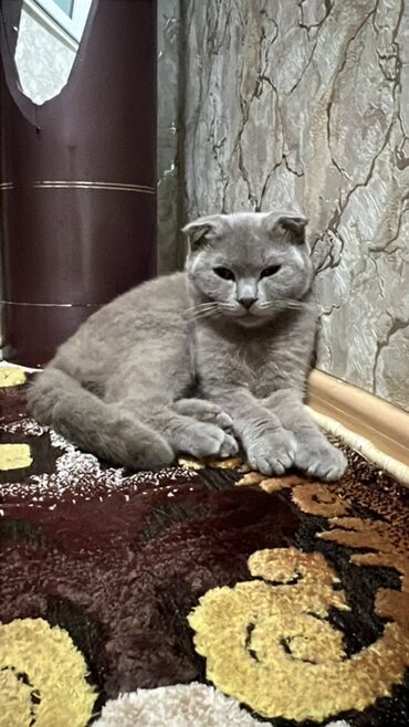 Pişiklər: Şotland, Cütləşmə üçün — 10