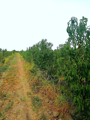 qobu lökbatan yolunda kreditlə satılan torpaqlar: 44 sot, Kənd təsərrüfatı, Barter mümkündür, Kupça (Çıxarış)