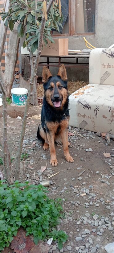 coban iti satisi: German Shepherd, 7 months dog, Female dog, Peyvəndli, Ünvandan götürmə