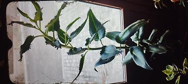bitki guli: Otaq bitkiləri kolleksiyası - Xlorofitum (spider plant) – asan — 5