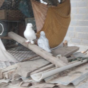 Птицы: Продаю голубей — 3