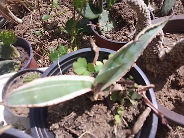kalatea slike: Sukulenta u saksiji – variegirana sansevijera (Sansevieria/Dracaena — 1