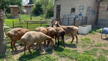 дом кошка: Продаю 5 маток и 1 козу кочкора, за 100000 отдам 
Село Манас