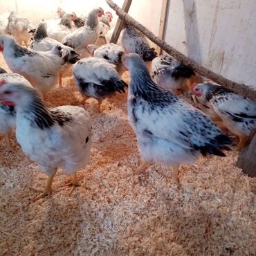 Toyuqlar: F6-serebrist cücələr satılır vitamin və dərmanlar verilib tam sağlam -da lalafo.az — 15 Toyuqlar: F6-serebrist cücələr satılır vitamin və dərmanlar verilib tam sağlam — 15