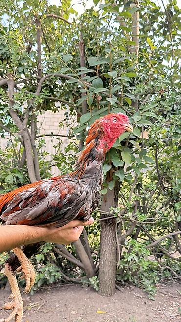 etlik inek cinsleri: Cinsi: Uzunboyun, sərt bədən quruluşlu xoruz ( ehtimalən Asil/oyun — 2