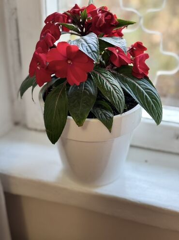 саженцы многолетних цветов: Все 2500сом