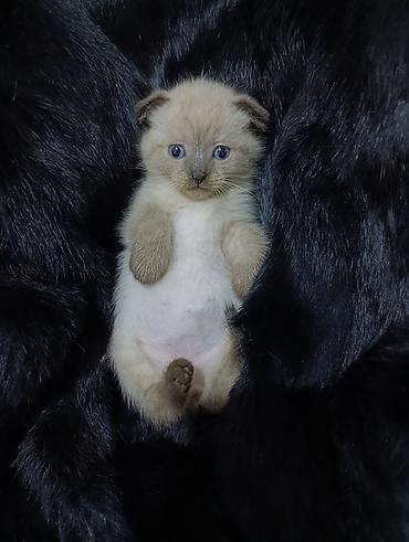 Pişiklər: Şotland — 4