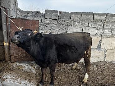 Коровы, быки: Продаю | Корова (самка) | Для молока | Привязанные — 3