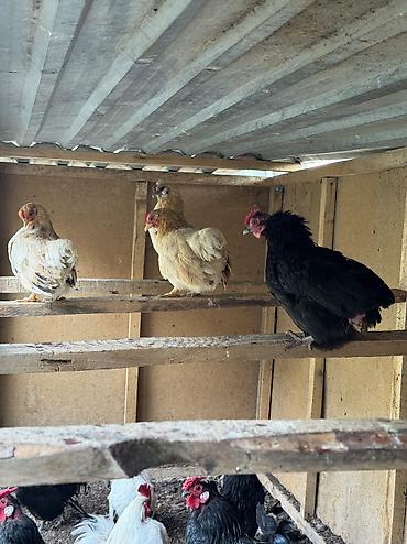 Куры, петухи: Продаю | Куры, Петух — 10