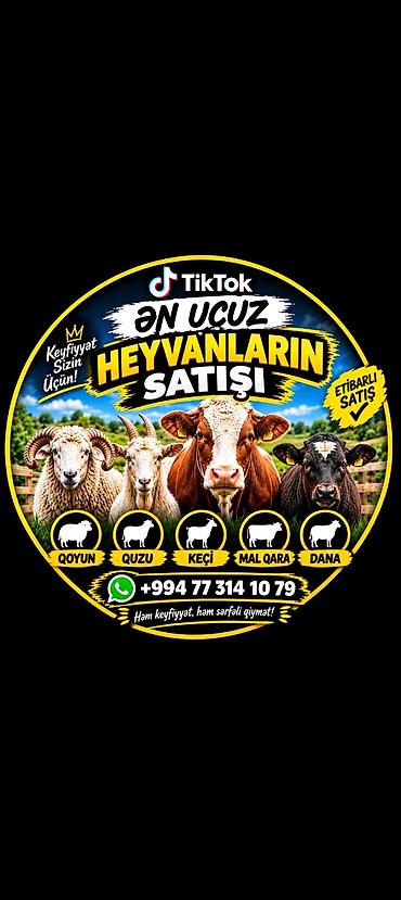 Dana, buzov: Heyvanların satışı – geniş seçim Təklif olunan heyvan növləri: - — 1