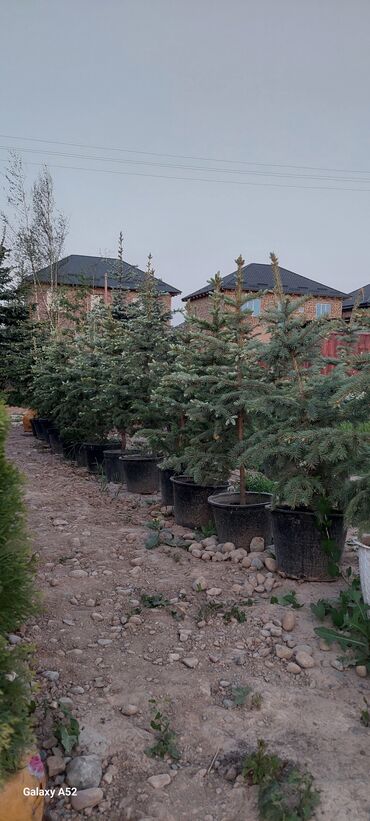 Декоративные деревья: Саженцы деревьев: Туи — 8