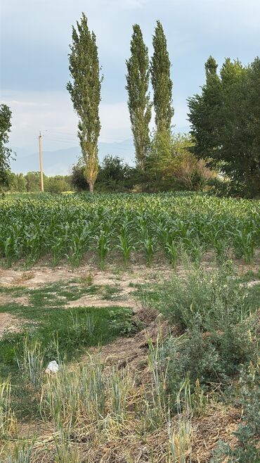 продаю дом село ак жол: Дом, 28 м², 5 комнат, Собственник, Старый ремонт