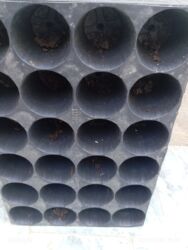 Tinglər: Məhsul: ting və kol bitkiləri (gül və meyvə ağacı tingləri) - Gül -da lalafo.az — 30 Tinglər: Məhsul: ting və kol bitkiləri (gül və meyvə ağacı tingləri) - Gül — 30