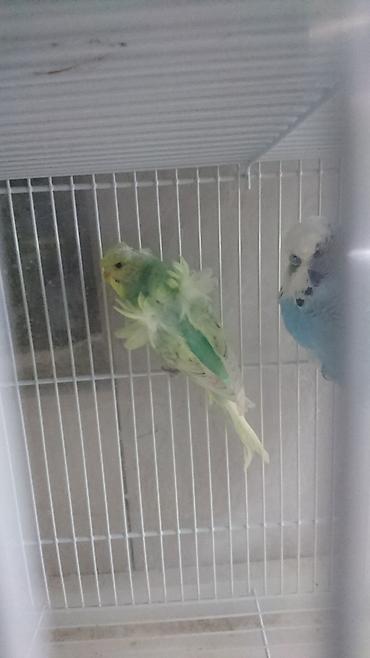 Tutuquşları: Bir ədədi -100-azn 150 azn aq rəydə olanlar qiymət fərqli hazır -da lalafo.az — 27 Tutuquşları: Bir ədədi -100-azn 150 azn aq rəydə olanlar qiymət fərqli hazır — 27