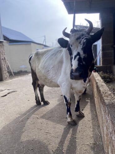 Коровы, быки: Продаю | Корова (самка) | Для разведения | Привязанные — 12