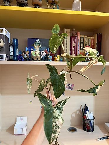 yosun: Syngonium podophyllum “Albo Variegata” – variegasiyalı otaq bitkisi - — 3