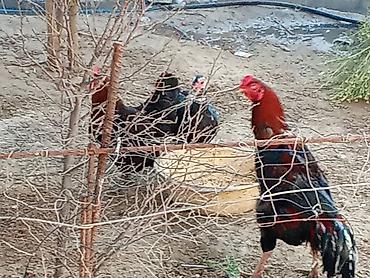 heyrətilər: Məhsul: Qızıl-qara rəngli kənd xoruzları (3 baş) Təsvir: - Şəkillərdə — 1