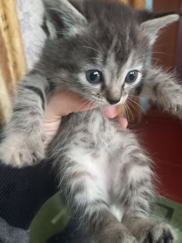 ящик для овощи: Домашние котята бесплатно