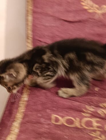 породистые котята в добрые руки: Табби, В добрые руки