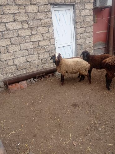Qoyunlar, qoçlar: Erkək, Qala, il: 1, Damazlıq, Ətlik, Ünvandan götürmə — 19