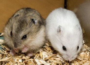 Gəmiricilər: Hamster cunqarik kiçik ölçülü, ağ, boz və qəhvəyi rənglərdə olan tüklü — 10