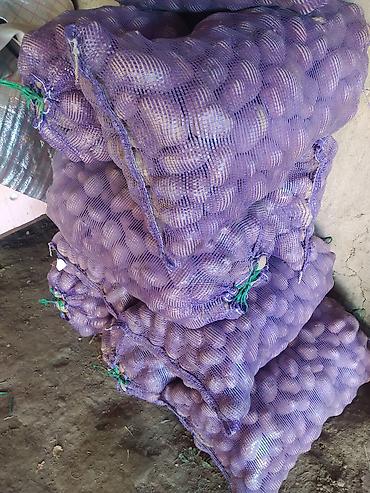 купить сарай: Картошка Джелли, В розницу — 1