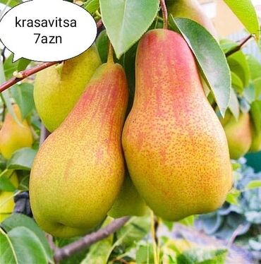 Toxumlar: Килемейве. Тинклери. Сатылыр. Чатдырыма. Вар. Вотсапп -da lalafo.az — 5 Toxumlar: Килемейве. Тинклери. Сатылыр. Чатдырыма. Вар. Вотсапп — 5