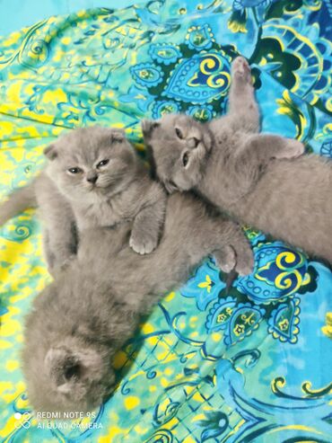 Pişiklər: Şotland, Erkək, Dişi, Yaxşı əllərə, Ünvandan götürmə — 15