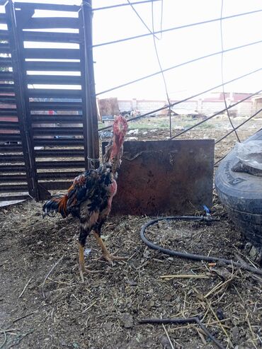 питбуль купить: Сатам | Короздор | Тебиштирүүчү | Көбөйтүү үчүн