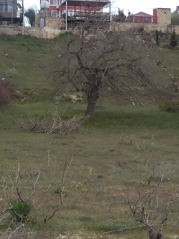 Torpaq sahələrinin satışı: 30 sot, Mülkiyyətçi, Kupça (Çıxarış) — 4
