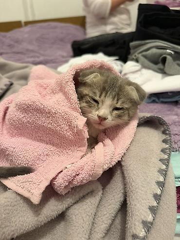 Продажа кошек: Котёнок шотландской вислоухой породы (Scottish Fold) - Окрас: серый с — 2