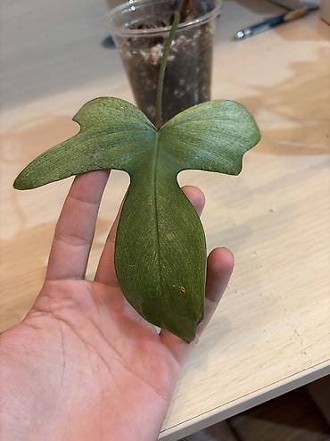 монстера: Filodendron Ghost bükülü yarpaqlı dırmaşan ev bitkisi - Yarpaqlar — 4