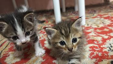 kitten: Отдам в добрые руки котят 🥰 Возраст: 2 месяца Шёрстка — 1