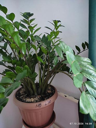 Фикусы: Комнатные растения в горшках: 1) Фикус Бенджамина (Ficus benjamina) - — 2