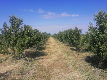 Torpaq sahələrinin satışı: 44 sot, Kupça (Çıxarış)