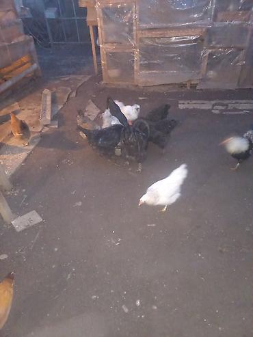 Куры, петухи: Продаю | Куры | Для разведения — 2