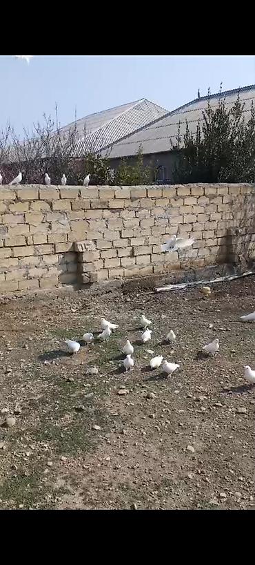 Göyərçinlər: Kom bir nesil 12 tük ağlar çılpaq 23 quşdu kom 220 m - Növ: ev — 8