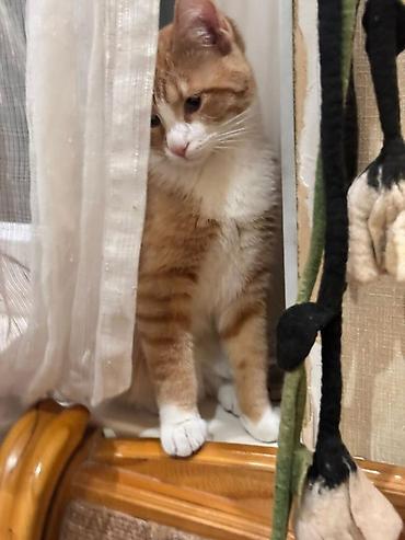 кошка куплю: Кошка даром: Беспородная, Мальчик — 2