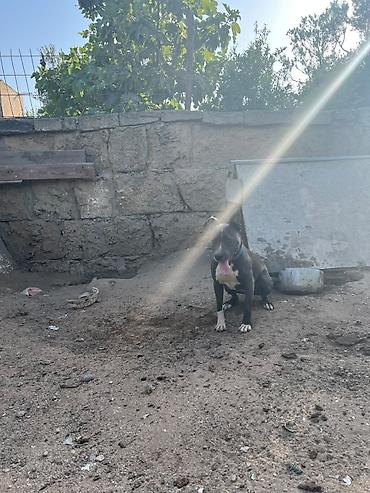 İtlər: Pitbul -da lalafo.az — 7 İtlər: Pitbul — 7