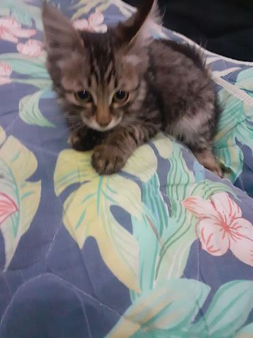 цена бройлера: Котёнок мальчик. Отдам в добрые руки — 2