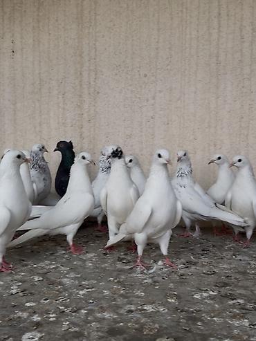 at satisi qiymetleri: 20 ədəd seçilmə yaxşı heyvan ( kim ucuz və yaxşı quş istiyirsə əlaqə — 1